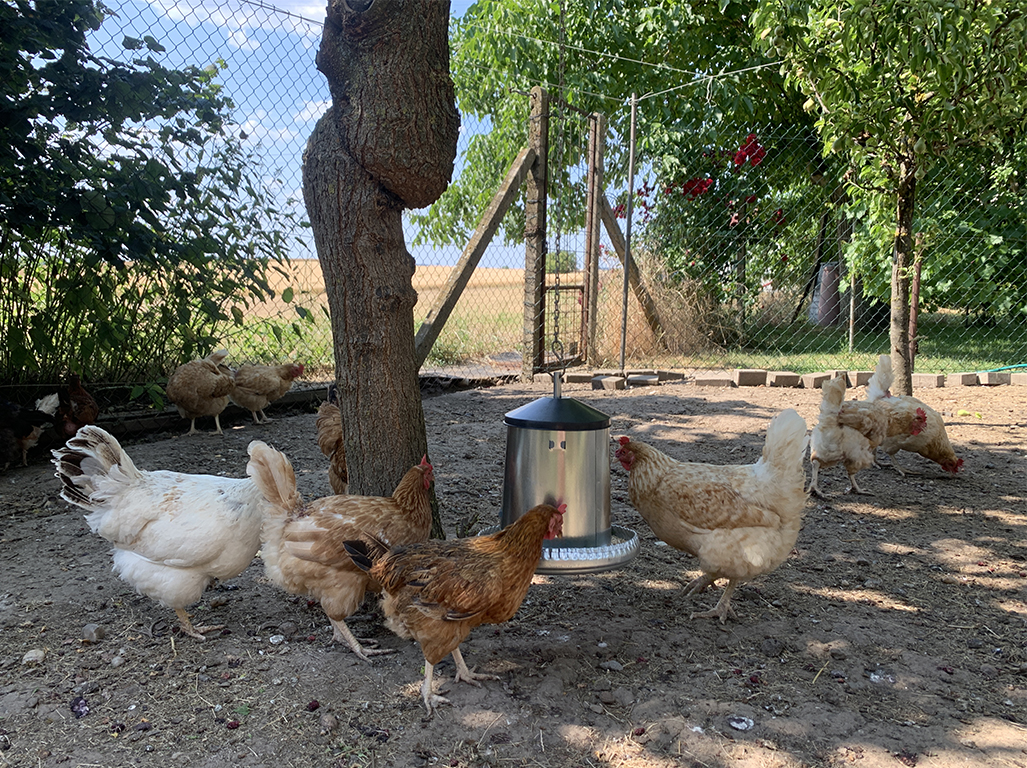 Závěsný krmící automat pro kuřata pozinkovaný CF 013.01MS - 5kg