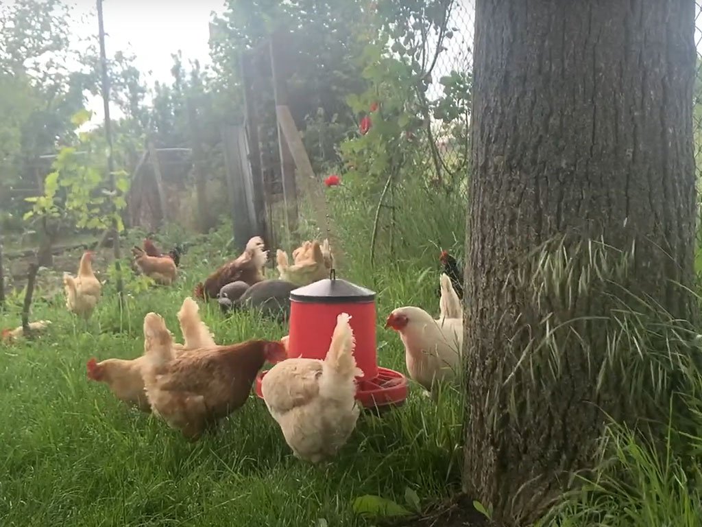 Závěsný krmící automat pro slepice plastový CF 012.40 VENERE - 8kg