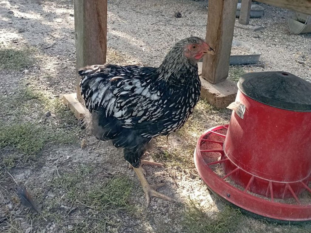 Závěsný krmící automat pro slepice plastový CF 012.40 VENERE - 8kg