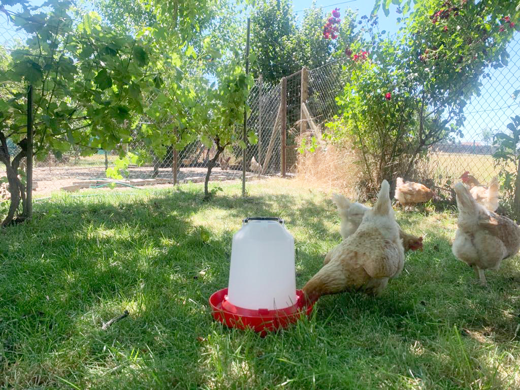 Závěsná klobouková napáječka pro slepice plastová CF 002.14 ANTAR - 5l