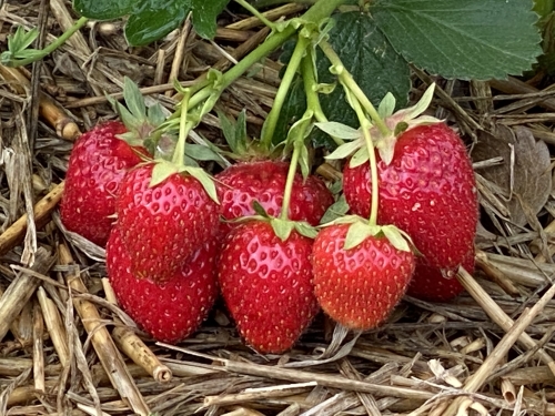 Samosběr jahod v plném proudu