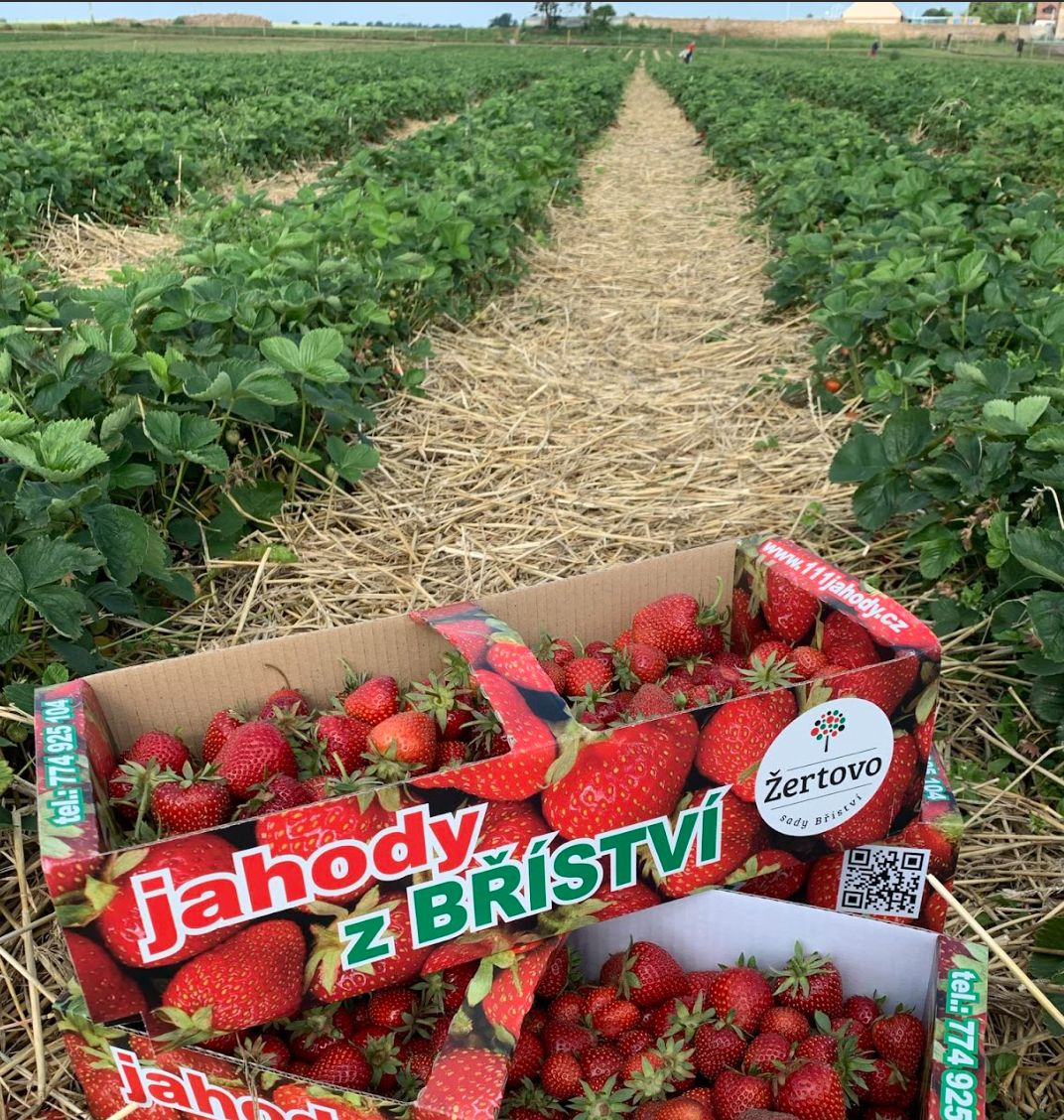 Začal prodej česaných jahod