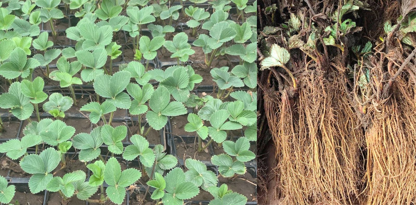 Sazenice na Bříství