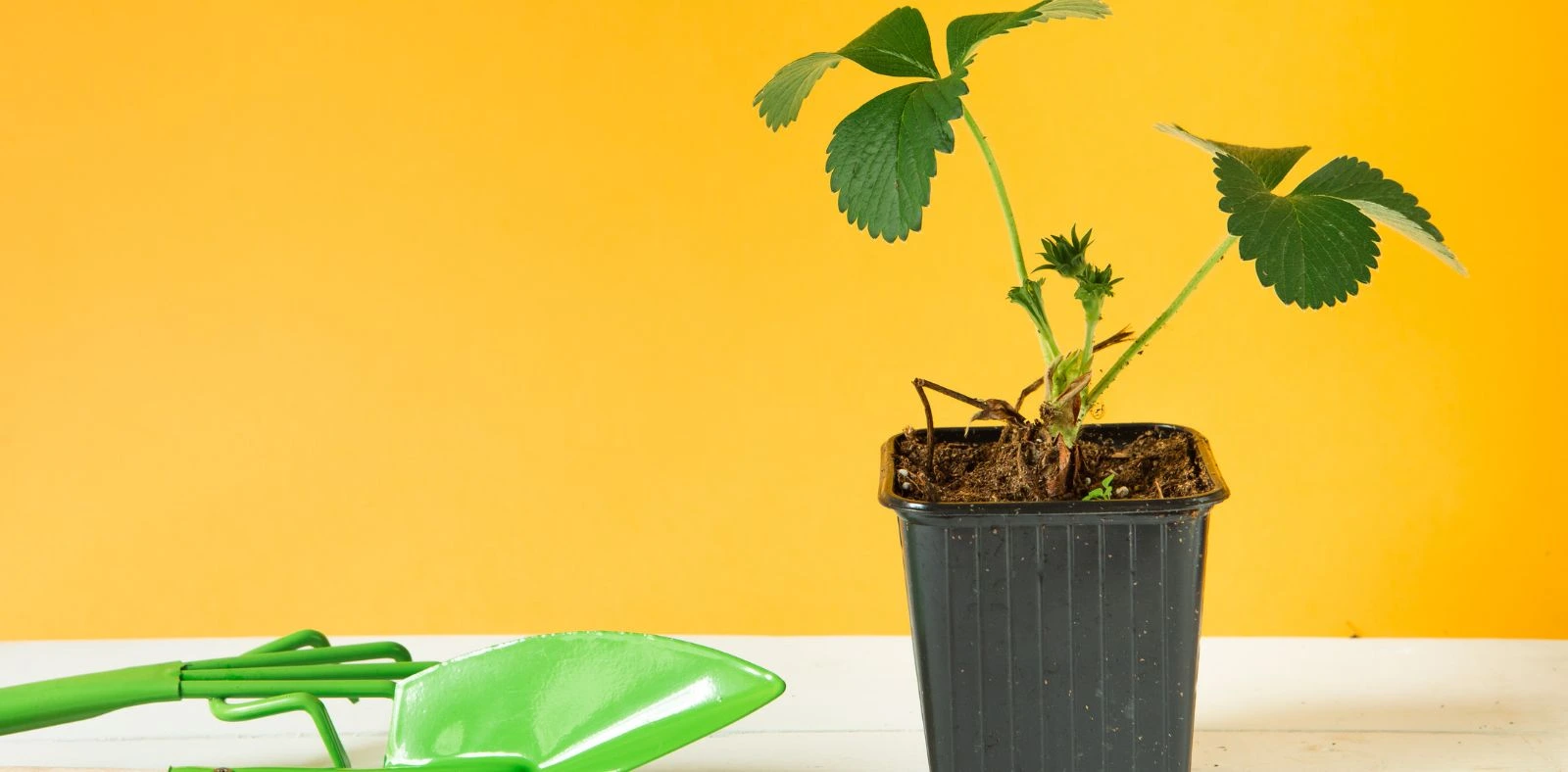 Sazenice na Bříství