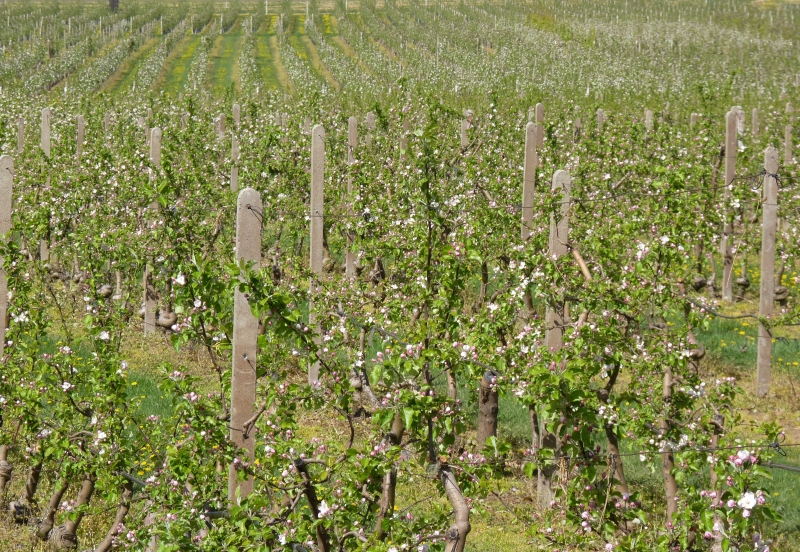 Ovocné sady Bříství - ovocnářství na Kolínsku