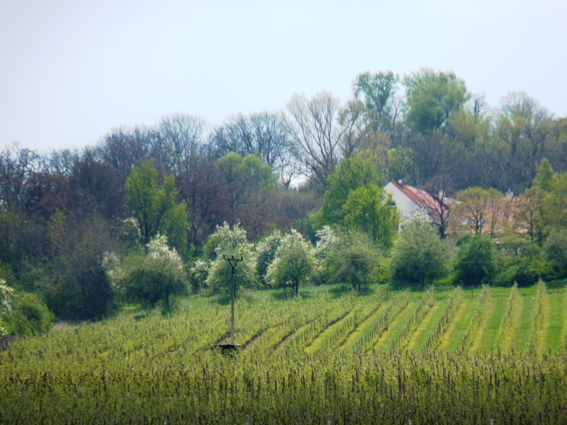 Ovocné sady Bříství - ovocnářství na Kolínsku