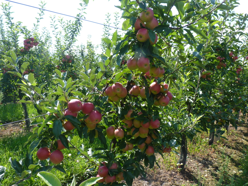Ovocné sady Bříství - ovocnářství na Kolínsku