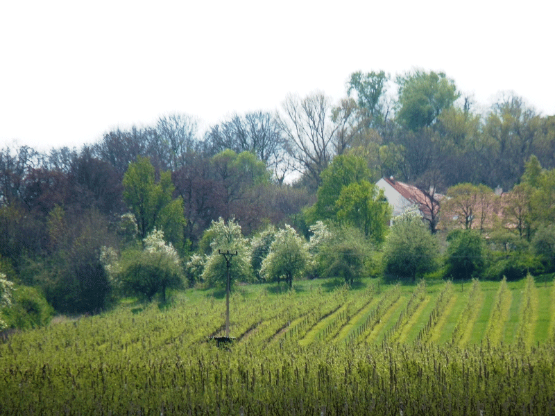 Žertovo ovocné sady Bříství