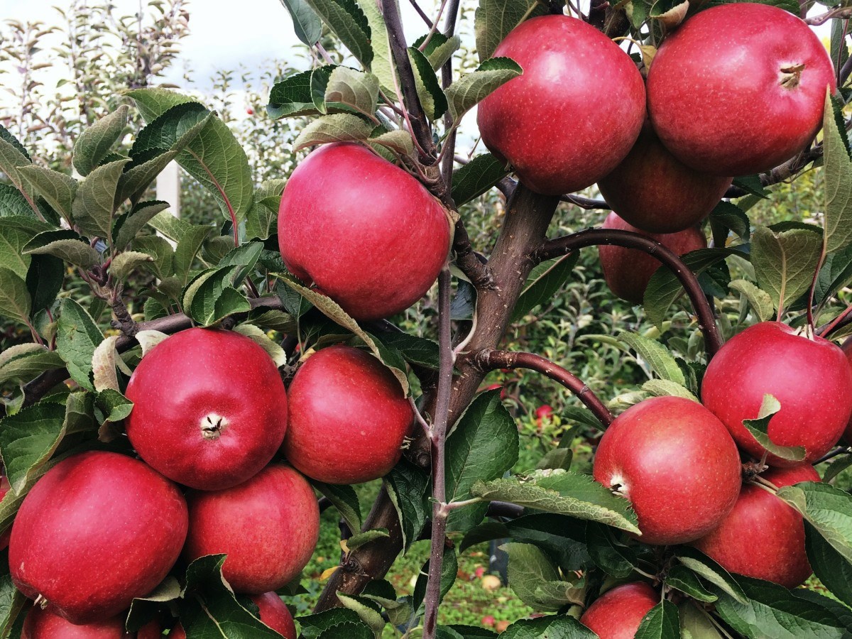 Jablka ze sadů Bříství