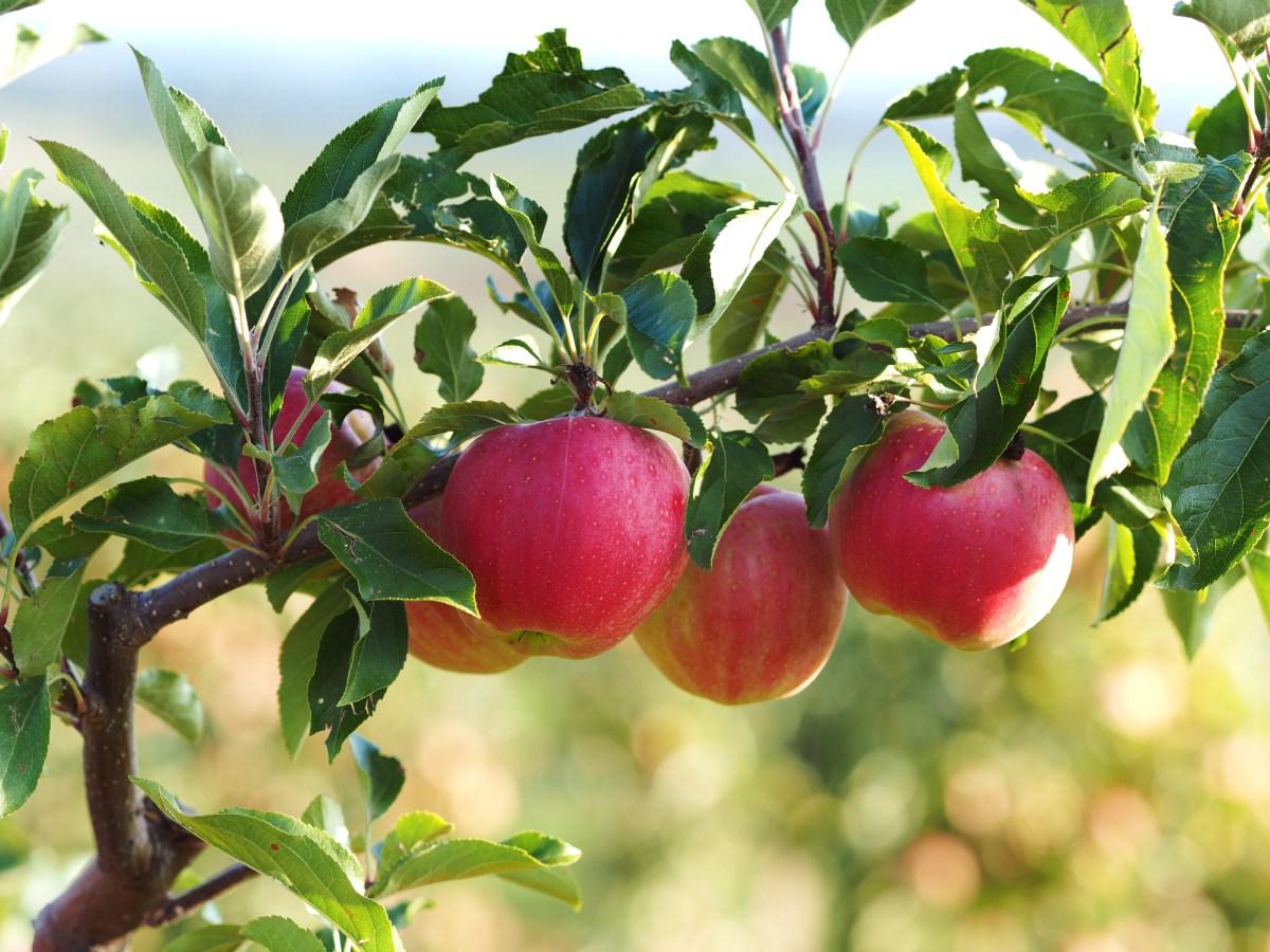 Historie rodiny Žertů