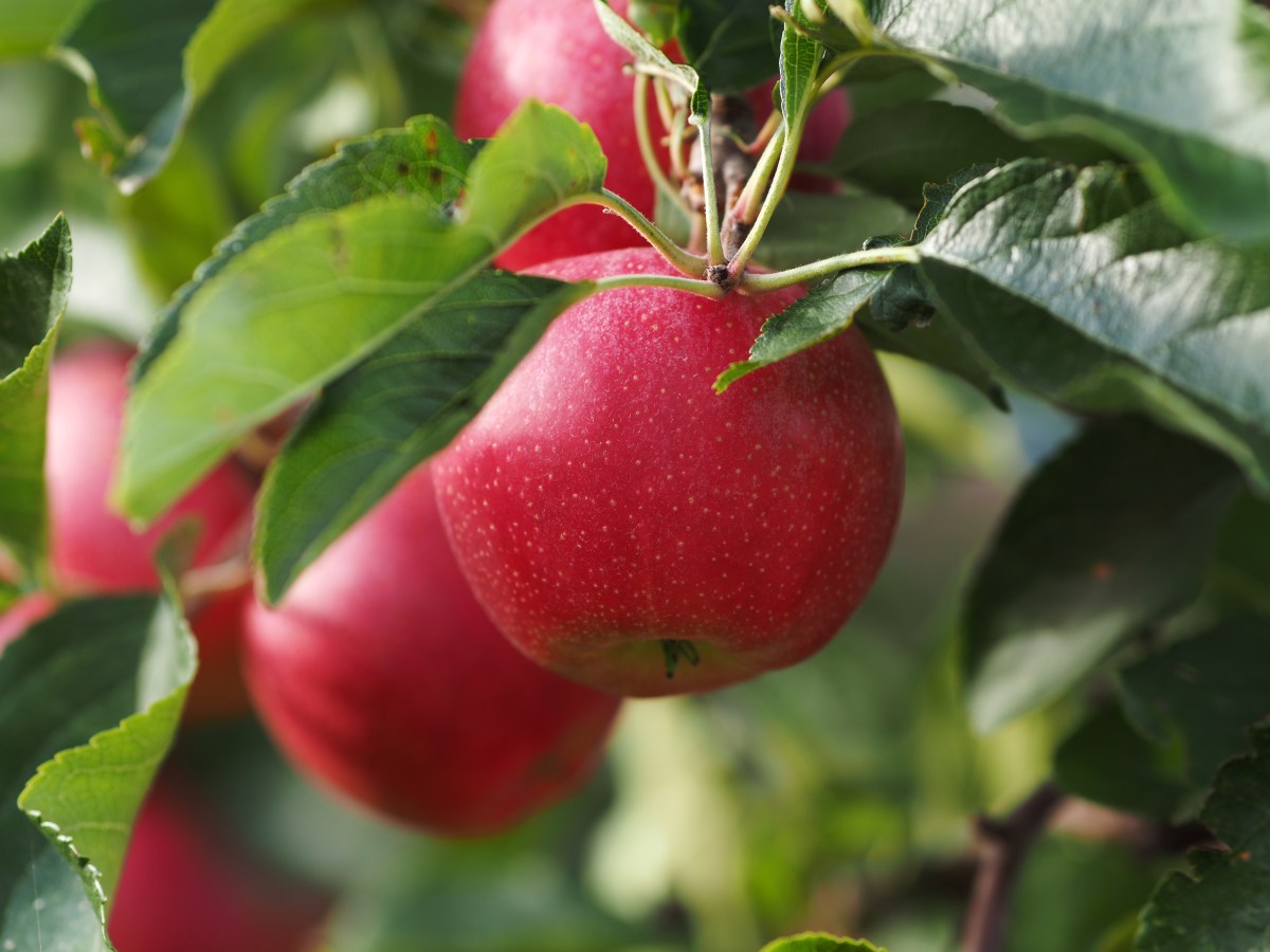 Kvalita ovoce SISPO a BioSad