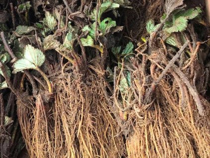 Sazenice jahod Shoptet