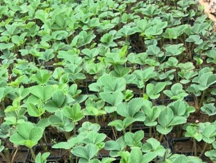 10 pack sazenice jahody