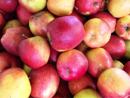 Jablka Braeburn  Exkluzivně v Bříství
