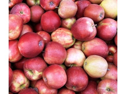 Jablka Jonagored  Exkluzivně v Bříství