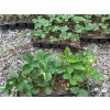10 pack sazenice jahody 2