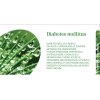 DIABETES MELLITUS