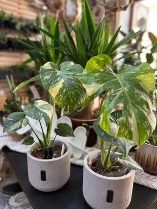 Monstera Thai Constellation 🪴 kdo ji nemá, jako by nebyl 🙈🤣