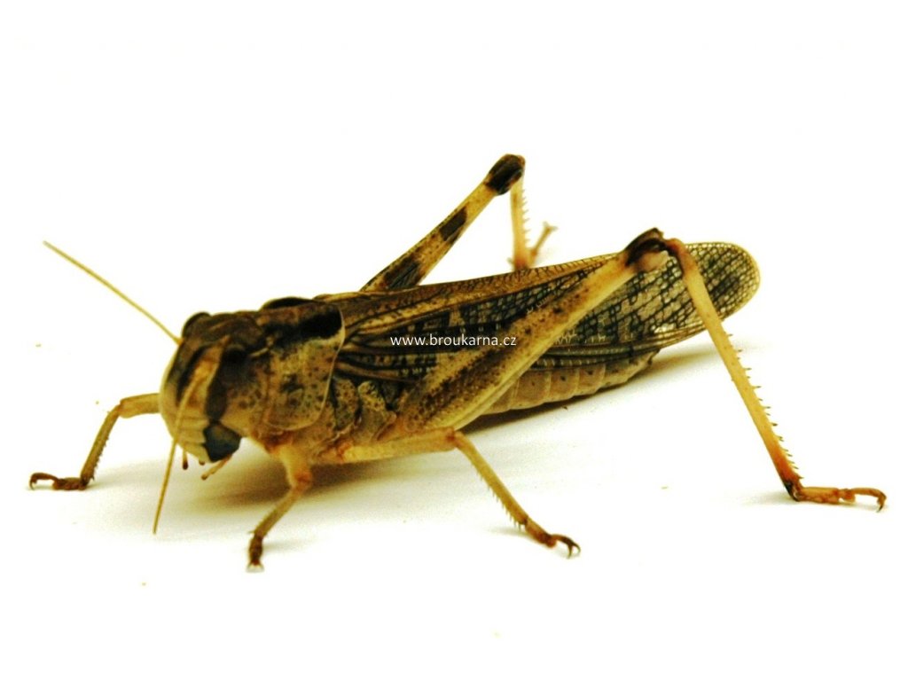 Obrázek LM