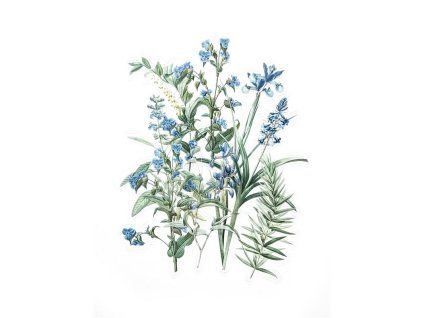 samolepky modre kvety