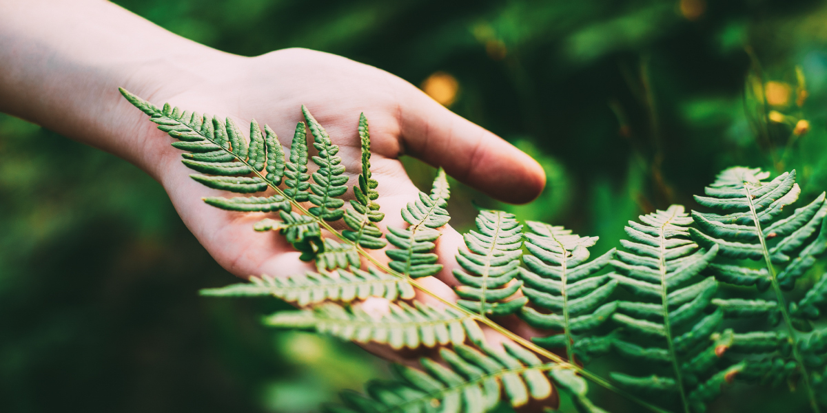 Forest Bathing: Ověřený recept na zdraví a pohodu