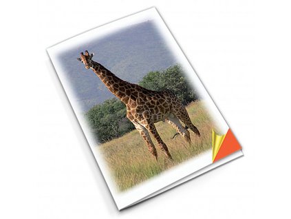 PN30 žirafa titlstr 3Ds