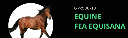 Equine Sport