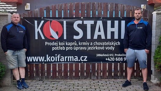 Prodej koi - Koi kapry chováme v perfektních podmínkách