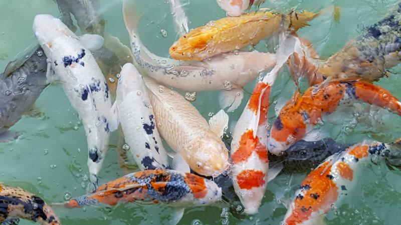 Koi herpes virus (KHV)