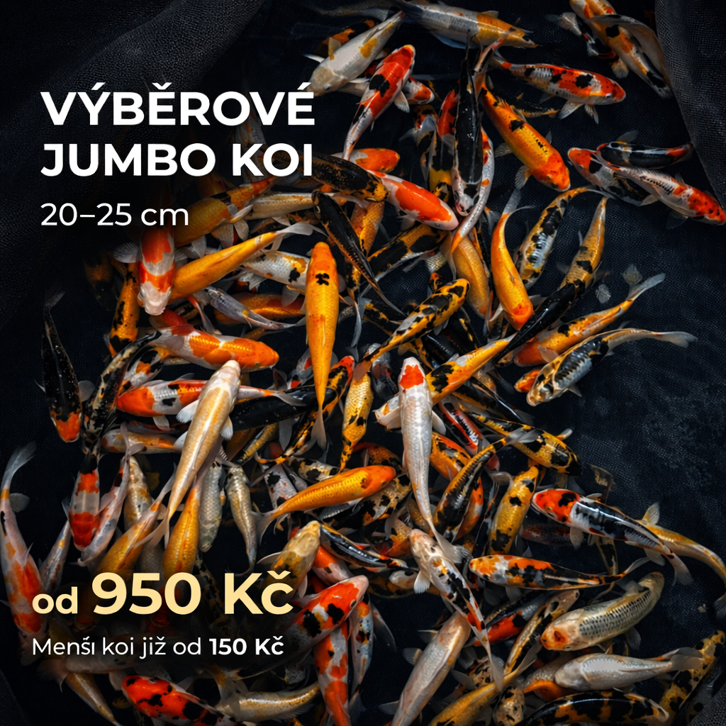 Jaro začíná pod hladinou Nová sezóna koi kaprů u Koifarma Koistahl