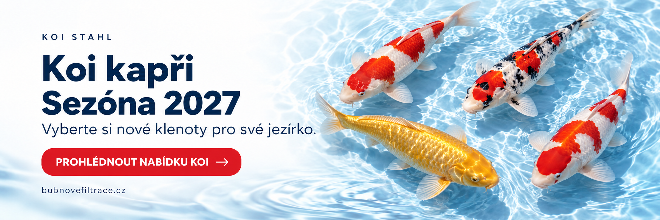 Barevní koi kapři v čisté vodě – nabídka KOI STAHL pro sezónu 2027