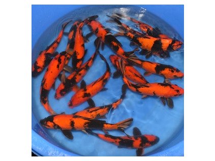 marusei nisai hi utsuri aje7u