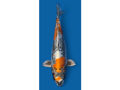 beni kikokuryu miyatora 6