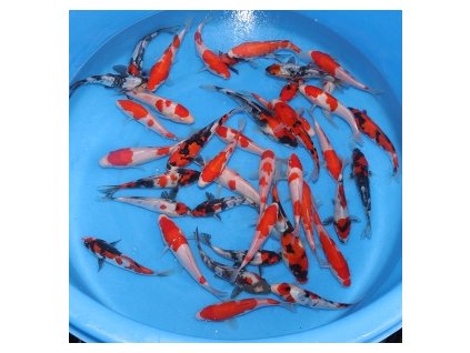 tosai selected mix sp 359