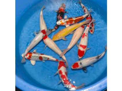 Nisai Mix 30–35 cm | SELECT