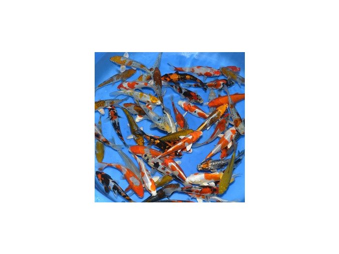 koshiji tosai mix 10 13 cm ujy4a