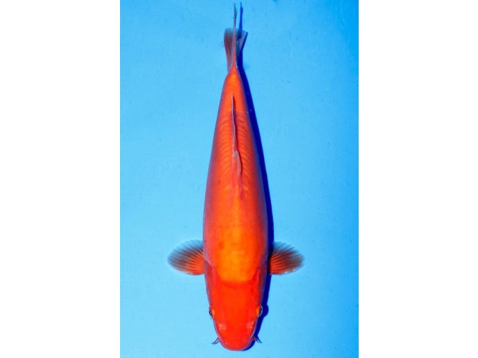 koi vip doitsu mango red karashigoi weiblich 78663 600x900
