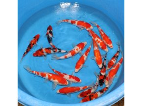 Jumbo tosai 20 25 cm