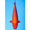 koi vip doitsu mango red karashigoi weiblich 78663 600x900