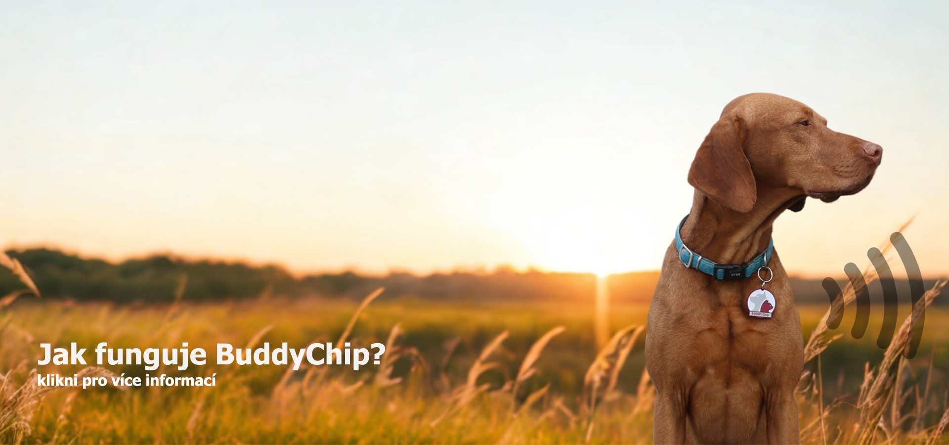 BuddyChip funkce