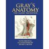 Grays Anatomy