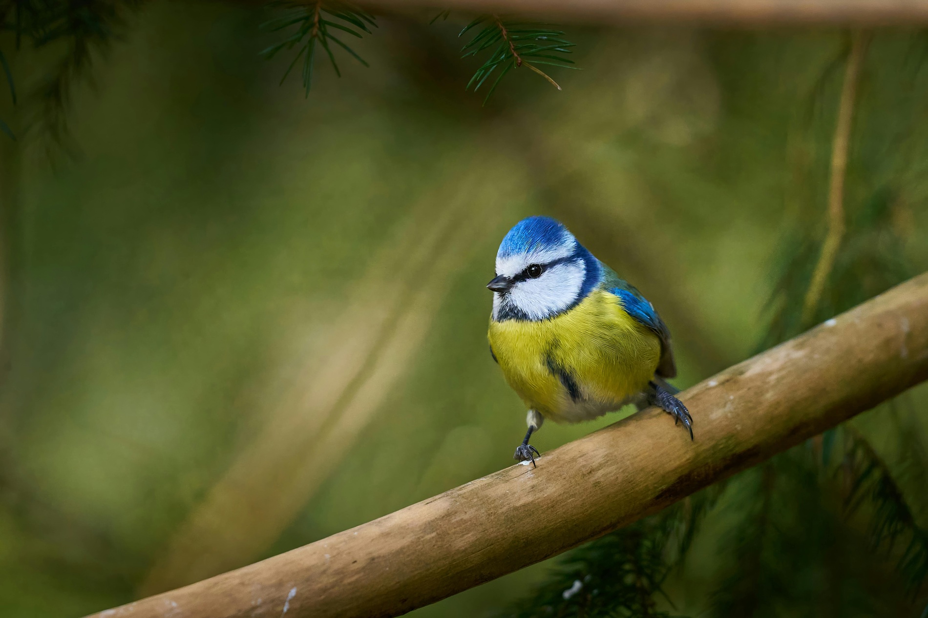 Ptactvo ČR podle abecedy