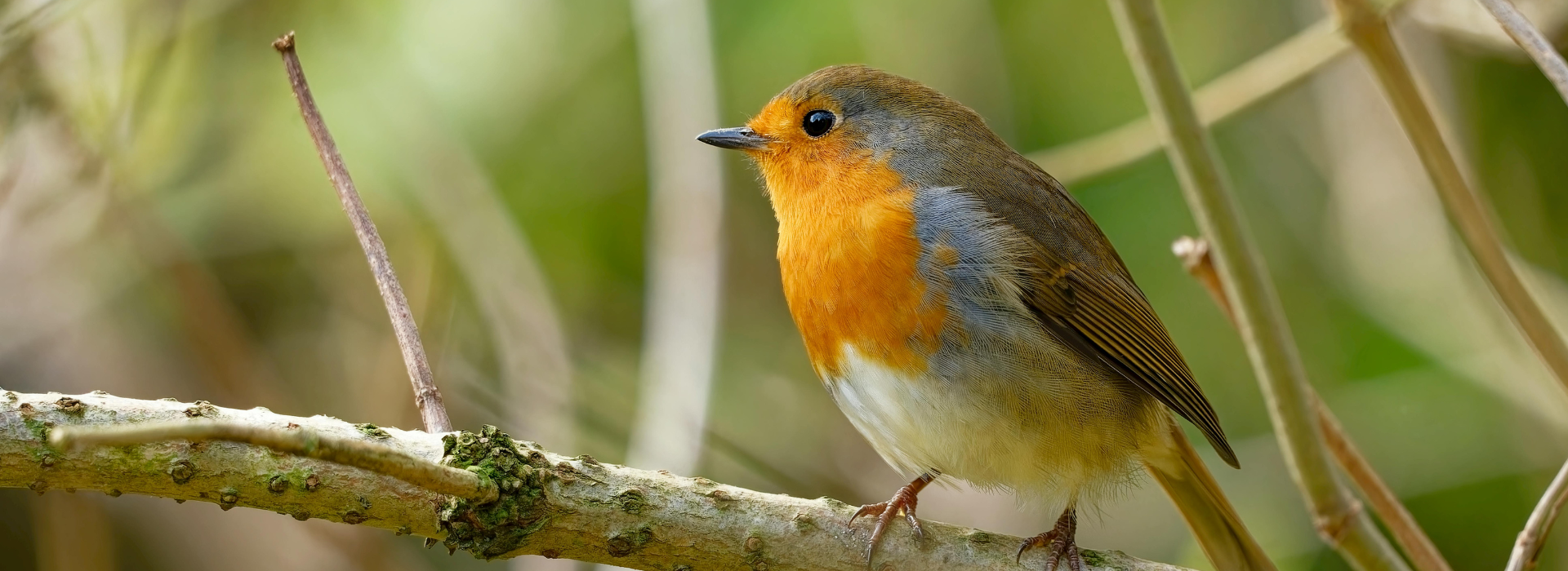 Stavebnice ptačích budek, krmítek a hmyzích hotelů