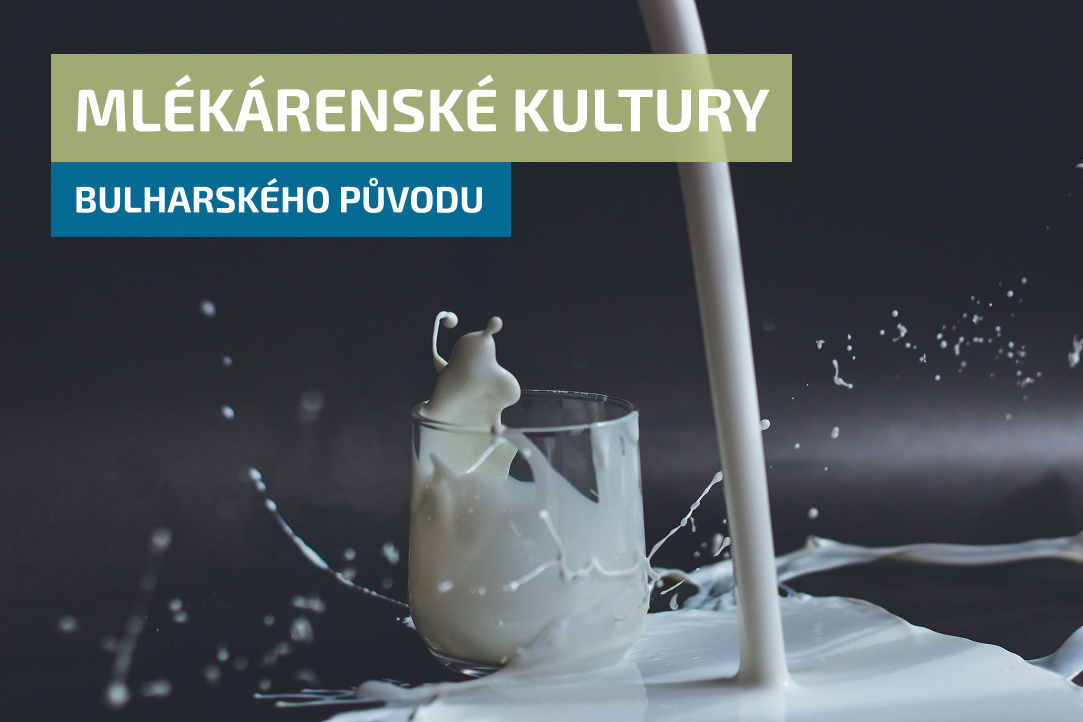Mlékárenské kultury