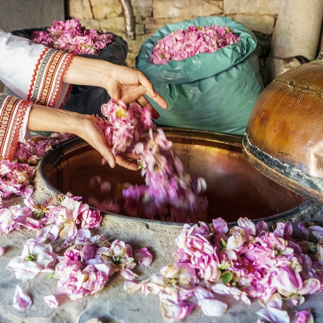 Rosa-Damascena-Flower-Oil-Distillation