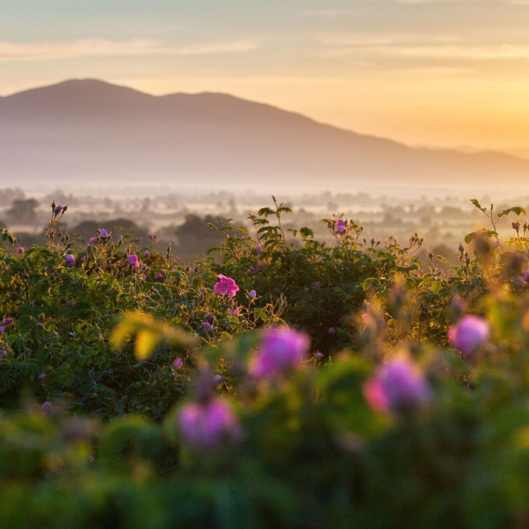 Rose-Valley-Bulgaria