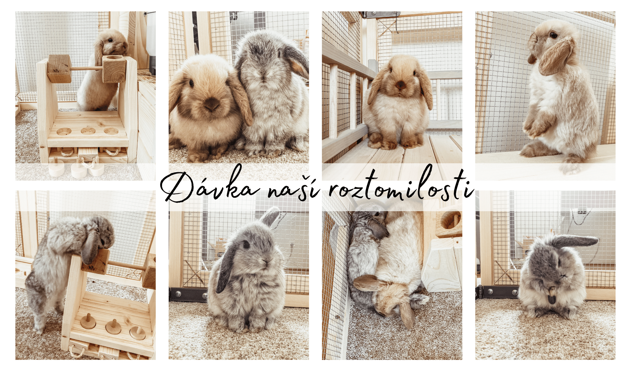 Denní dávka roztomilosti