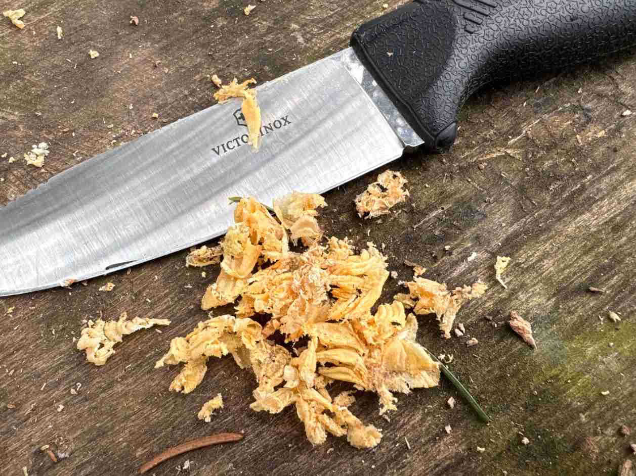 Fatwood neboli smolnička: jak ji najít, poznat a připravit na oheň