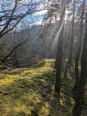 Jak se chovat v lese