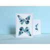 Butterfly Try-All V2 Playing Cards (3 balíčky)